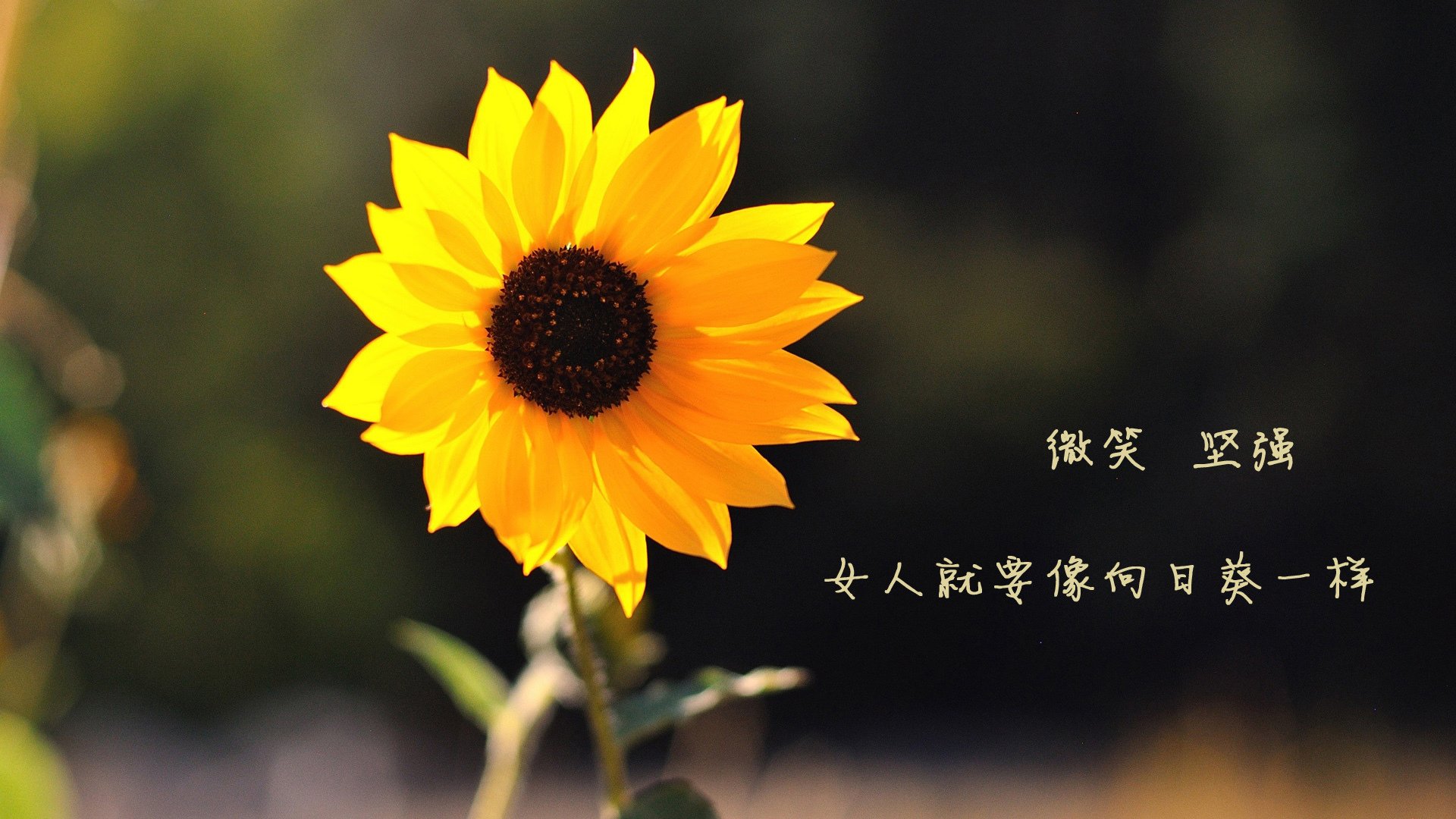 赛场“秀技”盛宴：突破、扣篮、助攻精彩瞬间一网打尽，秀球技啥意思